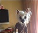 Фотография в Домашние животные Вязка собак мальчик  породы китайской-хохлатой  ищет в Москве 3 000