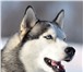 Фотография в Домашние животные Вязка собак Предлагается на вязку опытный кобель сиб/хаскиВяжет в Москве 10 000