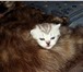 Продаю котенка породы экзот 223465  фото в Москве