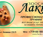 Foto в Домашние животные Услуги для животных Наш салон красоты для животных находится в Москве 800