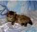 Foto в Домашние животные Отдам даром Очень милые сибирские котята пушистики, возраст в Москве 0