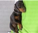 Фотография в Help! Находки Найдена собака такса-девочка, окрас коричневый в Дзержинске 0