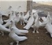 Фотография в Домашние животные Птички Белые голуби для выпуска на свадьбы, дени в Москве 500