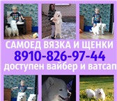 Самоед вязка и продажа щенков 4945048 Самоедская лайка фото в Твери