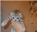 Скоттиш фолд и страйт 1048354 Скоттиш фолд фото в Кириши