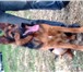 Фото в Домашние животные Вязка собак Ищет подружку немецкую подружку в Чебоксарах 0