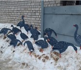 Foto в Хобби и увлечения Охота Профиля гусей, в стаях по 15 штук: 6 кормящихся, в Казани 1 500