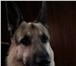 Фото в Домашние животные Вязка собак Солидный ВЕО ищет себе подругу. Чистокровный. в Тюмени 0