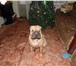 Фото в Домашние животные Вязка собак девочка шарпей с документами ищет мальчика в Череповецке 0