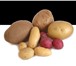 Фото в Прочее,  разное Разное Продам картофель оптом от 20тонн. Цена 21рубкг в Перми 21