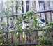 Foto в Недвижимость Сады В живописном уголке г. Кыштыма продам сад в Челябинске 385 000