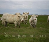 Фотография в Домашние животные Другие животные Закупаем КРС самовывозом с личных подворий, в Челябинске 60