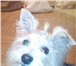 Фотография в Домашние животные Вязка собак Йоркширский терьер смешанный с бишоном фризе в Москве 5 000
