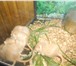 Изображение в Домашние животные Грызуны Окрас песочный, возраст 20 дней, есть девочки в Покрове 250