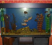 Foto в Домашние животные Рыбки Изготовление аквариумов,  крышек по вашим в Белорецке 0
