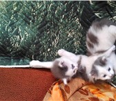Фото в Домашние животные Отдам даром Отдам котят, 1 месяц, мальчики в Хабаровске 0