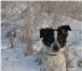 Изображение в Домашние животные Отдам даром Джонни продолжает искать хозяев или передержку, в Красноярске 50