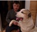 Foto в Домашние животные Вязка собак Таубек, чемпион Российской Федерации в номинации в Пензе 0