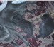 Русские голубые антикризисные 2702076 Русская голубая фото в Санкт-Петербурге