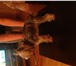 Фото в Домашние животные Вязка собак Предлагаем йоркширского терьера для вязки в Кирове 5 000