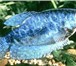 Фотография в Домашние животные Рыбки Гурами мраморный. Возраст 1год. Есть сформировавшиеся в Уфе 300