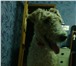 Foto в Домашние животные Вязка собак Хотим сводить нашу девченку с кобельком. в Самаре 0