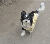 Фото в Домашние животные Вязка собак Активный мальчик породой Бивер йорк ищет в Воронеже 0
