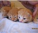 Три рыжих котенка 1435898 Другая порода фото в Санкт-Петербурге