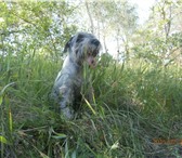 Фото в Прочее,  разное Разное кобель миттельшнауцера 7лет , окрас перец в Саратове 0