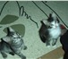 Фотография в Домашние животные Отдам даром Отдам в хорошие руки пушистых котятТаким, в Черкесске 0