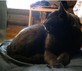 Фотография в Домашние животные Отдам даром В садах Подборное найден кот. Большой, сплошь в Йошкар-Оле 0
