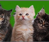 Питомник сибирских кошек ДАУРИЯ предлагает очаровательных котя токрасов кремовый и черепаховый, 69085  фото в Ярославле