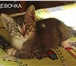 Фото в Домашние животные Отдам даром Пристраиваются три замечательных котенка. в Москве 0