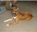 Фото в Домашние животные Вязка собак кобель американского стаффордширского терьера в Магнитогорске 0