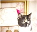 Фотография в Домашние животные Отдам даром Отдам молодую кошечку в хорошие руки! возраст в Череповецке 0