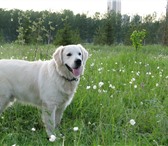 Foto в Домашние животные Вязка собак Крупный, ухоженный, с документами и клеймом, в Красноярске 0