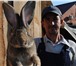 Фото в Домашние животные Другие животные Продам кроликов великанов(бельгийский фландр,французский в Новосибирске 1 000