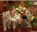 Шотландские серебристые котята 915576 Скоттиш страйт фото в Москве