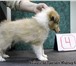 Шелти щенки рыже - белого окраса продаются в Выборге 153456  фото в Санкт-Петербурге