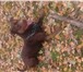 Изображение в Домашние животные Вязка собак предлагаю красноносого питбуля для вязки! в Курске 0