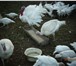 Фотография в Домашние животные Птички Продам мясо домашних бройлеров. Выращенные в Тольятти 250