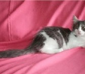 Luxury Cunokot это высококлассный питомник занимающийся кошками породы Мейн-кун, Мы предлагаем Вам 69331  фото в Новосибирске
