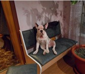 Фотография в Домашние животные Вязка собак Предлагаем для вязки Французского Бульдога2015года в Губкин 3 000