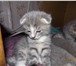 Продам котенка 336670 Скоттиш фолд короткошерстная фото в Москве