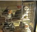 Фото в Домашние животные Грызуны Внимание, продаются шиншиллы! Породистые, в Москве 2 000