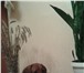 Foto в Домашние животные Вязка собак Кобель такса пародистый в полном расцвете в Тольятти 0