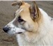 Фотография в Домашние животные Отдам даром Контактный, общительный пес 3-х лет Данко в Пскове 0