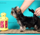 Мини йорк - девочка,   ]полный пакет документов, 2048293 Йоркширский терьер фото в Екатеринбурге