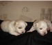 Продаются щенки Мальтийской болонки, 1015784 Мальтийская болонка фото в Калининграде