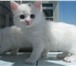 Изображение в Домашние животные Вязка Очень крупный пушистый ангорский кот приглашает в Таганроге 0